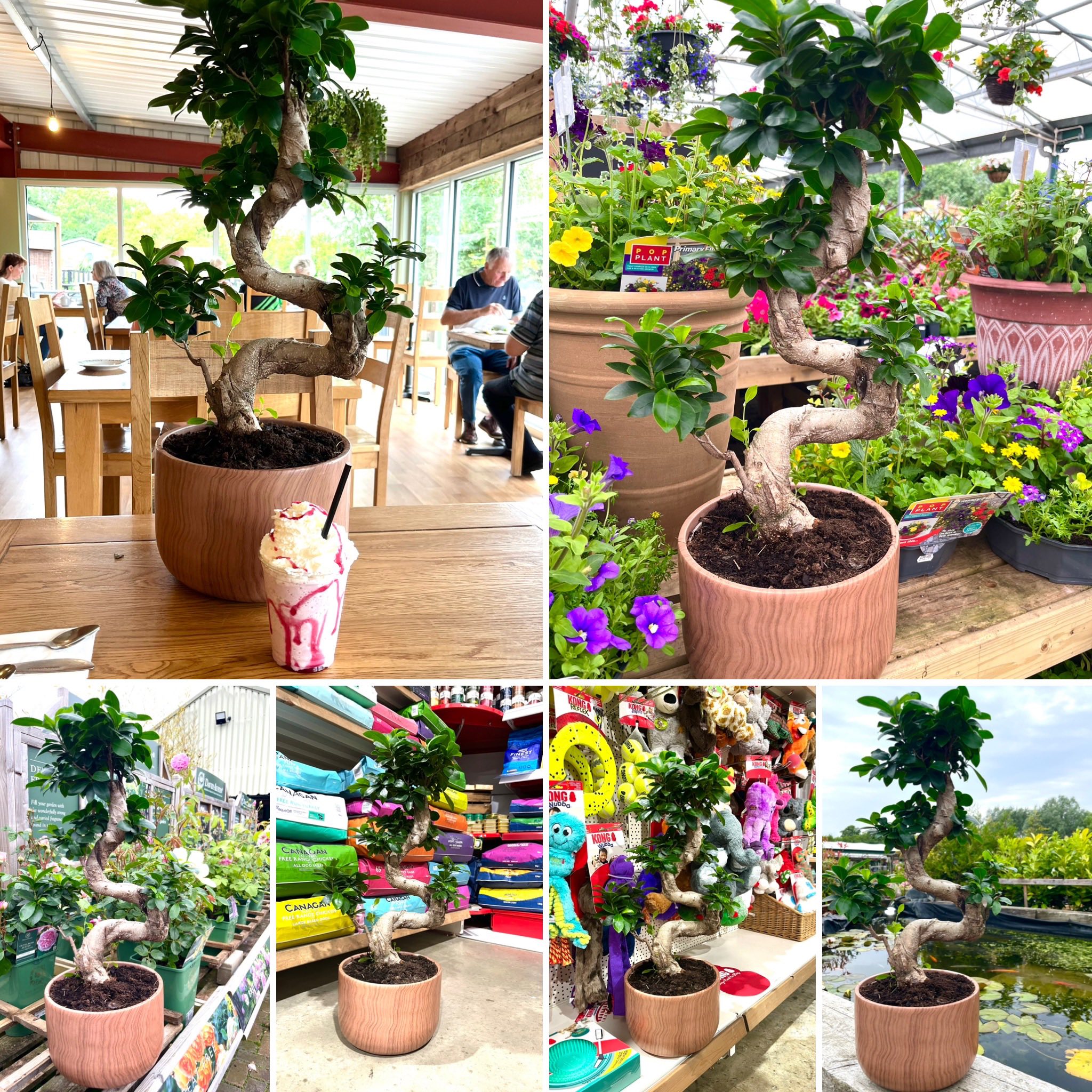 bonsai at whilton locks garden centre