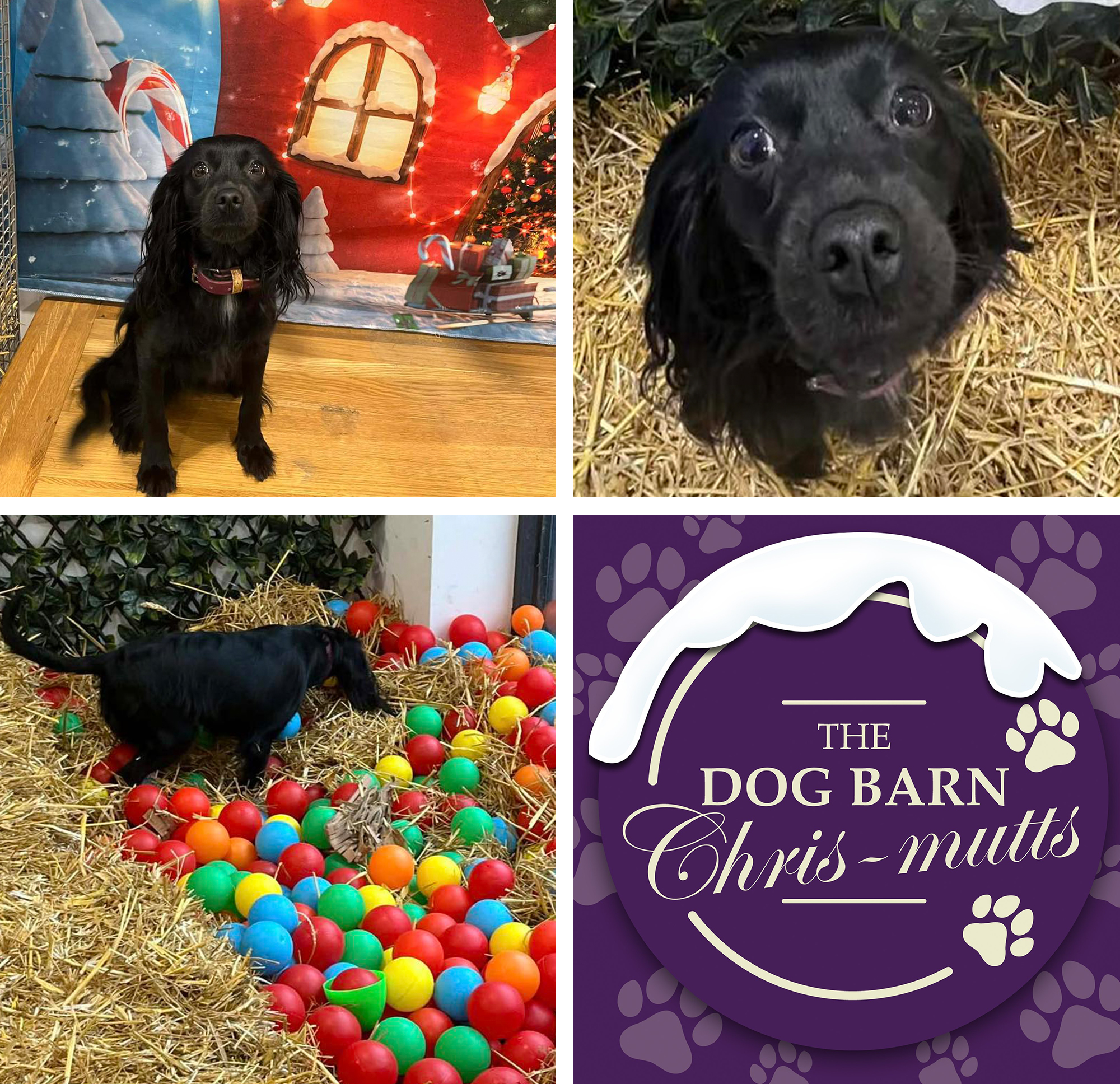 The Dog Barn at Heart of the Shires