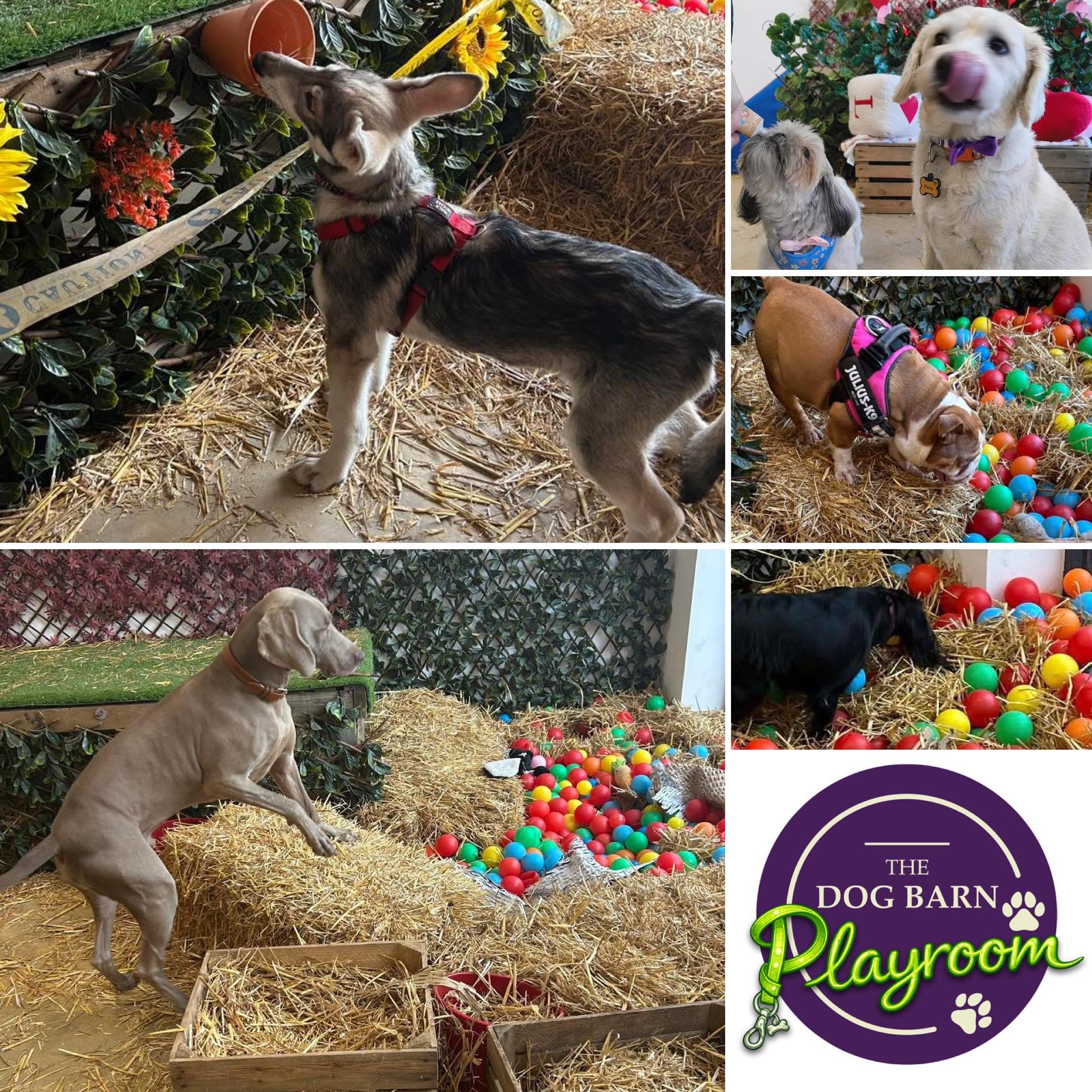 The dog shop at Heart of the Shires